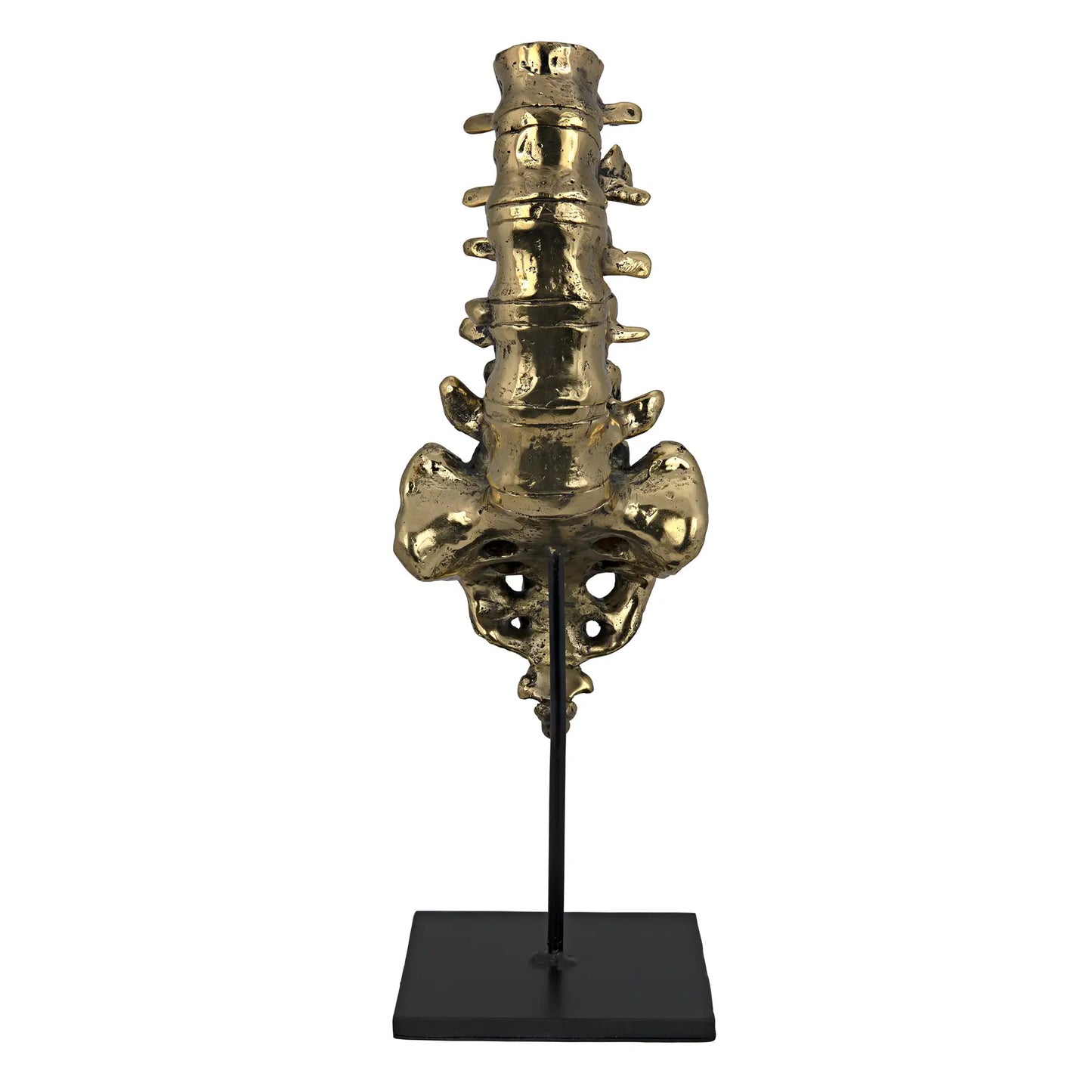 Vertebrae, brass and steel