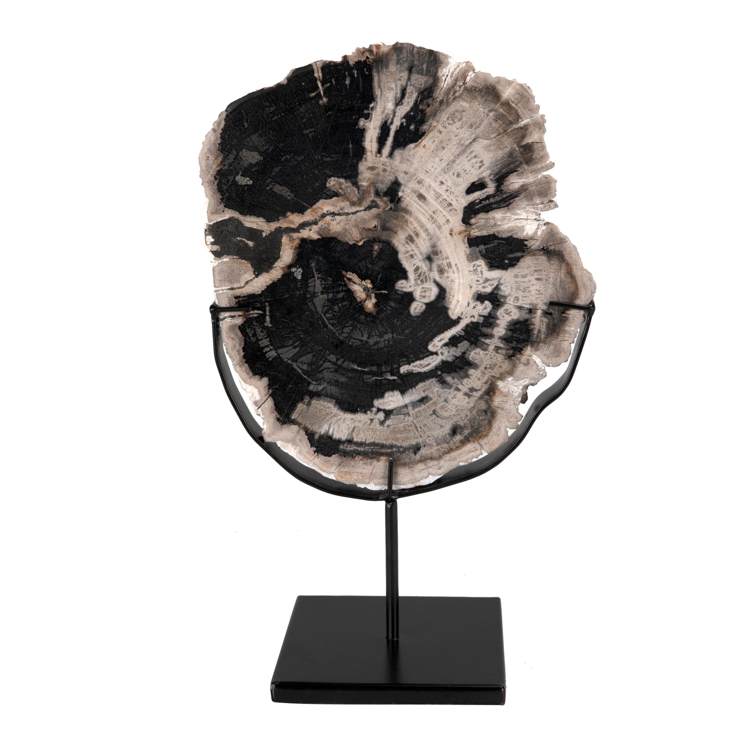 Wood fossil with stand, 8"