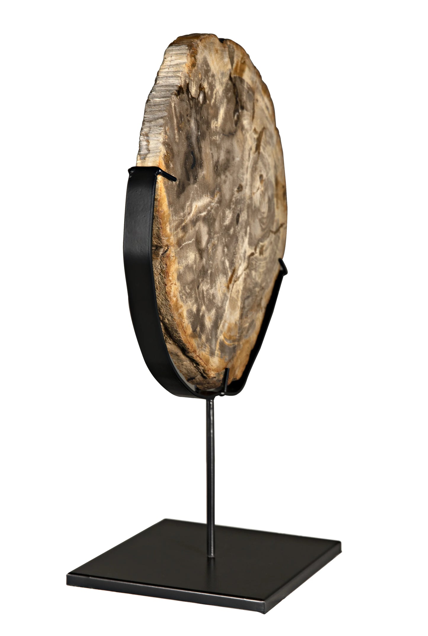 Wood fossil with stand, 12"