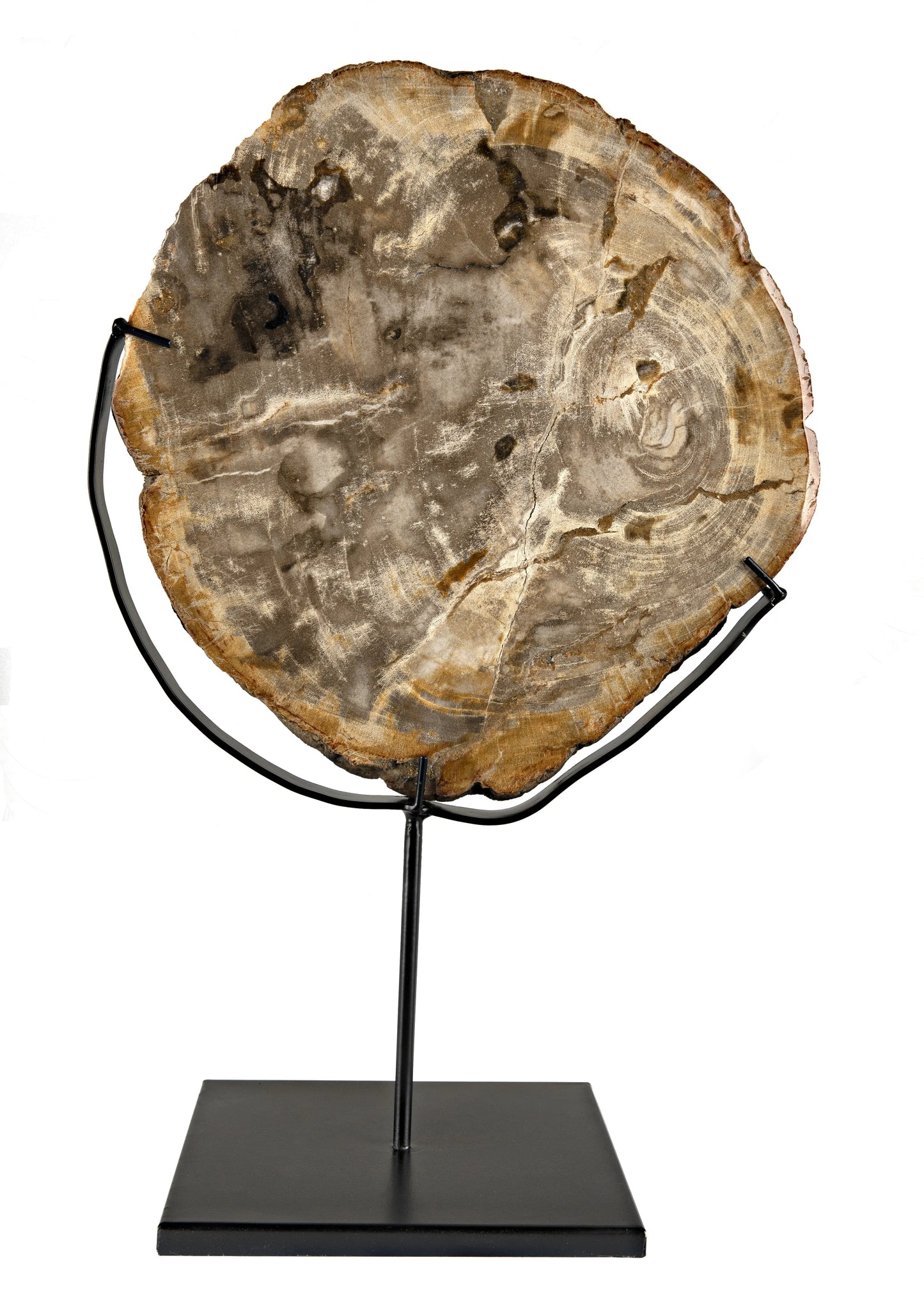 Wood fossil with stand, 12"