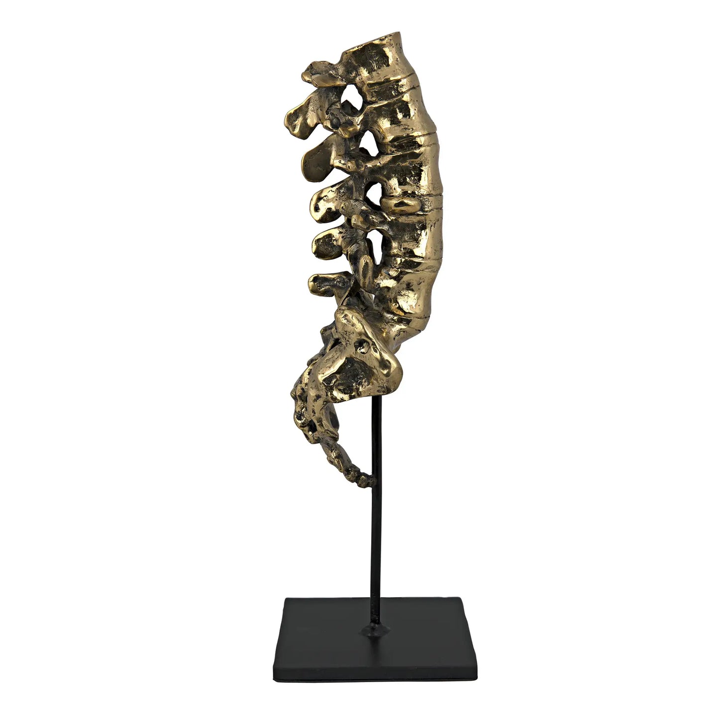 Vertebrae, brass and steel