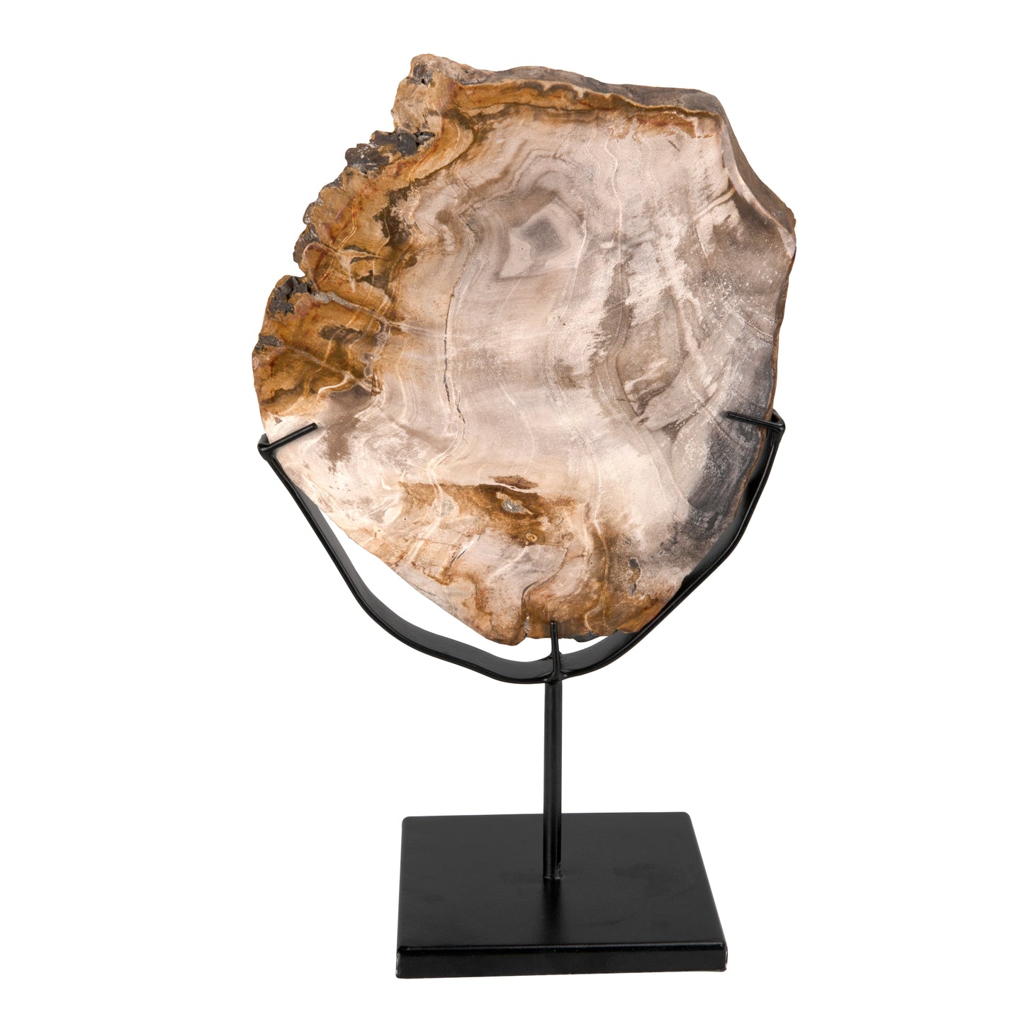 Wood fossil with stand, 8"