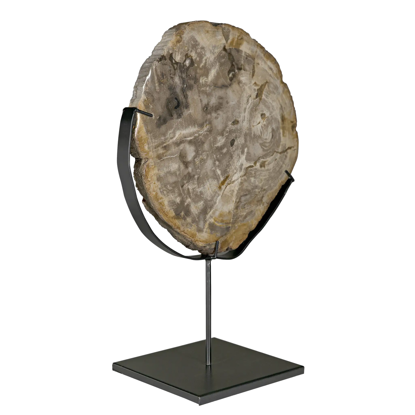 Wood fossil with stand, 12"