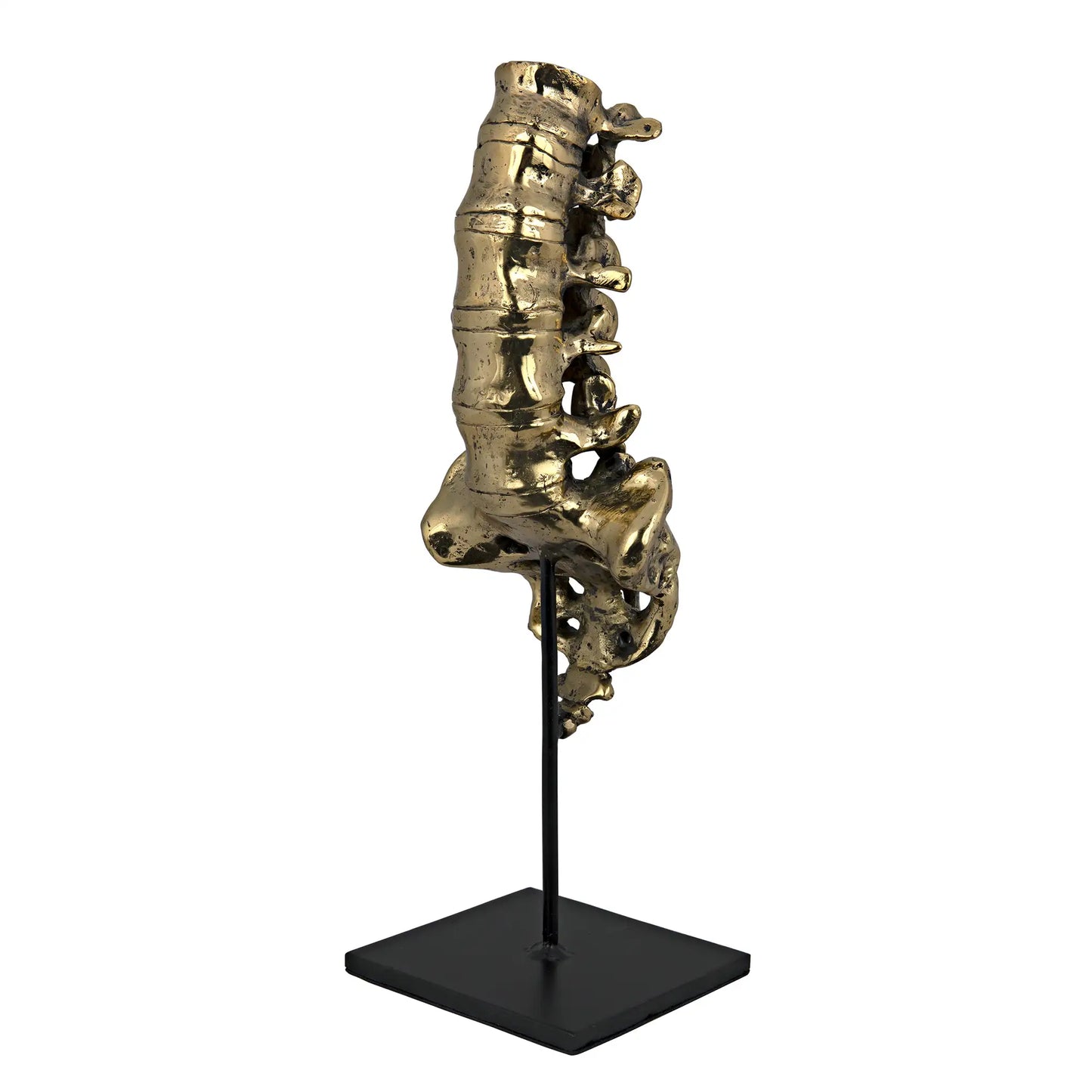 Vertebrae, brass and steel